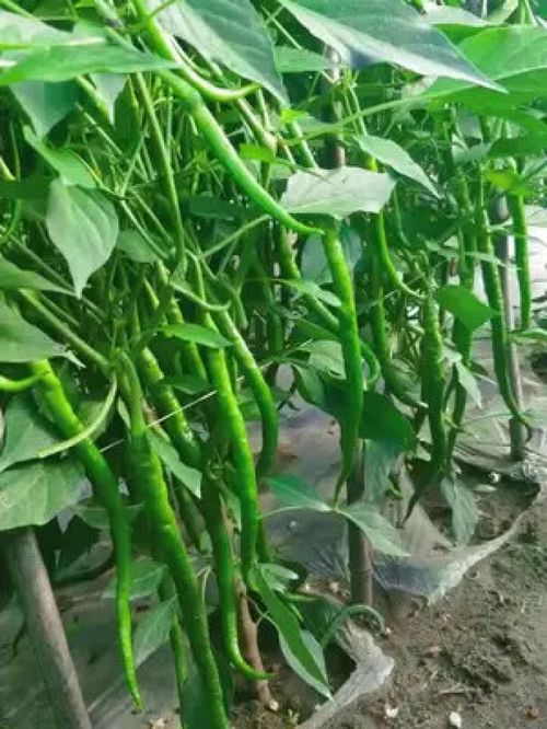 從土地到餐桌 優質農產品的新鮮力量